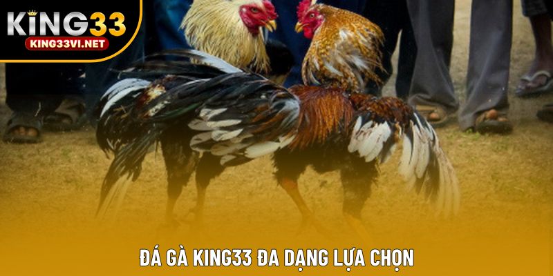 Đá gà KING33 đa dạng lựa chọn Đá gà KING33 đa dạng lựa chọn