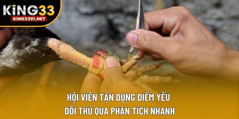 Hội viên tận dụng điểm yếu đối thủ qua phân tích nhanh Hội viên tận dụng điểm yếu đối thủ qua phân tích nhanh