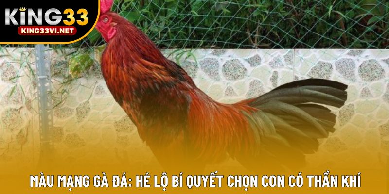 Màu Mạng Gà Đá: Hé Lộ Bí Quyết Chọn Con Có Thần Khí