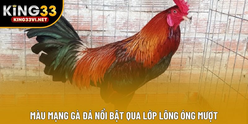 Màu mạng gà đá nổi bật qua lớp lông óng mượt Màu mạng gà đá nổi bật qua lớp lông óng mượt