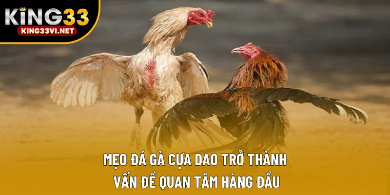 Mẹo đá gà cựa dao trở thành vấn đề quan tâm hàng đầu Mẹo đá gà cựa dao trở thành vấn đề quan tâm hàng đầu