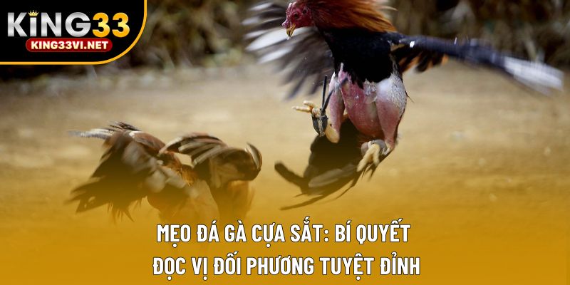 Mẹo Đá Gà Cựa Sắt: Bí Quyết Đọc Vị Đối Phương Tuyệt Đỉnh