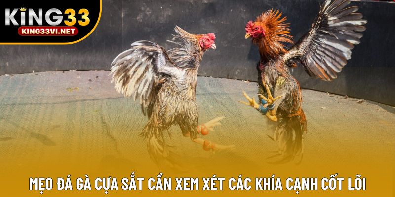 Mẹo đá gà cựa sắt cần xem xét các khía cạnh cốt lõi